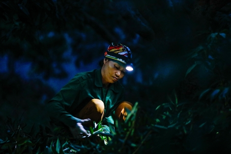 Nông dân Lục Ngạn chong đèn thu hoạch vải từ mờ sáng