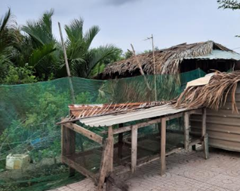 Những cuộc đời tan nát vì... gà