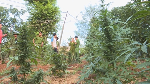 Báo động tình trạng trồng cây cần sa lẫn trong đất rẫy