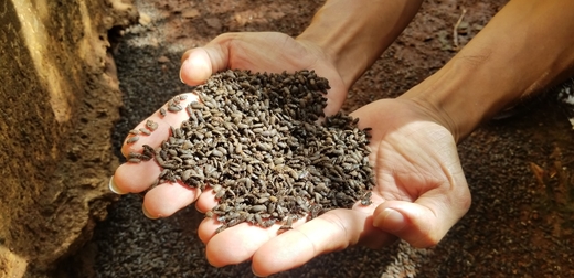 Bọ đậu đen tấn công khu dân cư