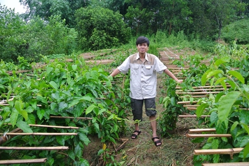 Nhà khoa học người Sán Chay với công trình nghiên cứu cây thìa canh hỗ trợ điều trị bệnh tiểu đường