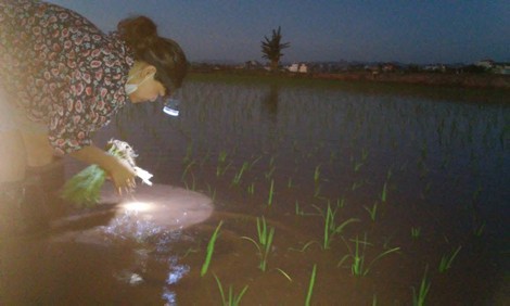 Những "cánh vạc" gửi ước mơ trên đồng trũng