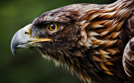 Đại bàng kiêu hãnh