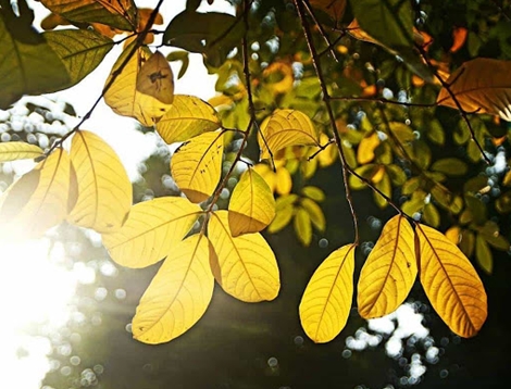 Bắc và Trung Bộ hửng nắng, nhiệt độ tăng nhẹ