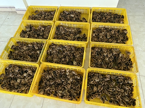 Chặn đứng chuyến hàng 26 nghìn gà con không nguồn gốc