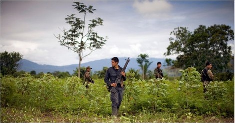 Peru: Nan giải cuộc chiến chống ma tuý