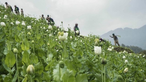 Myanmar vật vã trong cuộc chiến chống ma túy