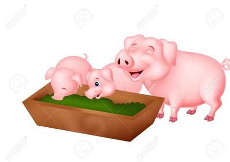 Loài lợn tham ăn