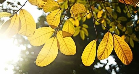 Bắc và Trung Bộ hửng nắng, nhiệt độ tăng nhẹ