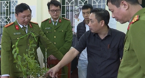 Lừa tiền tỷ bằng lan đột biến HO giả