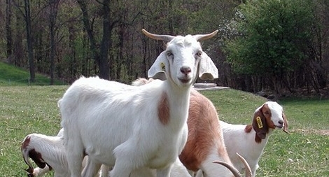 “Về vườn chăn dê” - Tại sao lại là dê?