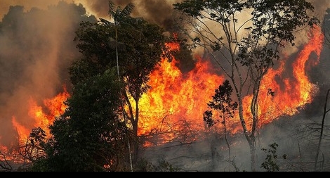 Rừng Amazon đang đối mặt với những nguy cơ tồn tại nào trong thời gian gần đây?