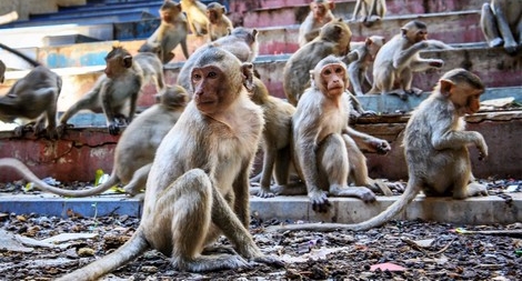 Vắng khách, động vật tại nhiều khu du lịch thế giới bị bỏ đói, giết thịt