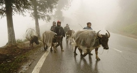 Miền Bắc mưa rét, vùng núi dưới 5 độ C