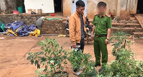 Xen canh cây cần sa trong rẫy cà phê 