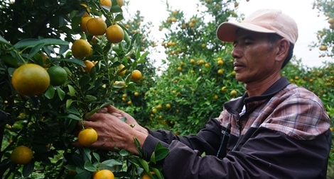 Thấp thỏm mùa hoa Tết