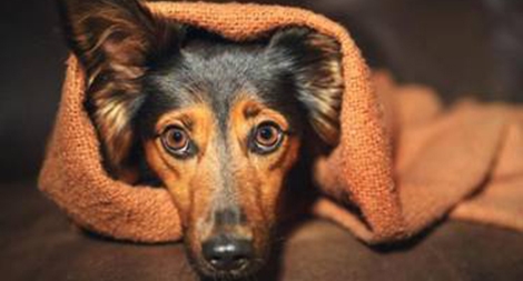 Hành vi ngược đãi động vật bị kết án tù