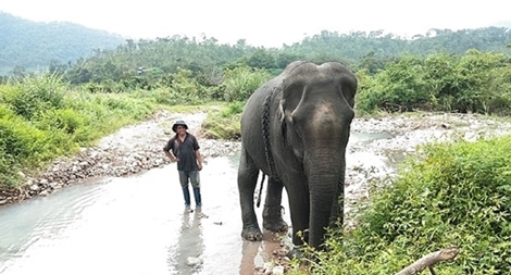Con voi cuối cùng bên bờ suối Ia Tul