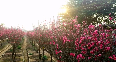 29 Tết, miền Bắc hửng nắng ấm