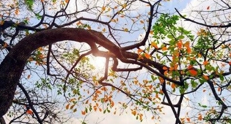 Miền Bắc trời nắng đẹp trong ngày mùng 4 Tết