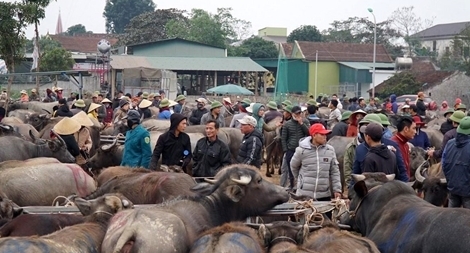 Chuyện lạ ở chợ trâu bò lớn nhất Việt Nam