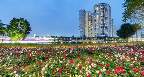 Hơn 1 triệu bông hồng nở hoa rực rỡ khắp Ecopark