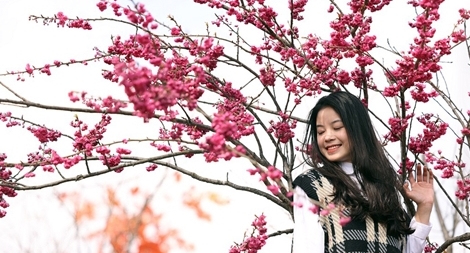 Hoa anh đào Nhật khoe sắc trên đỉnh Fansipan