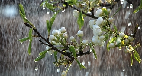 Đầu tuần, miền Bắc mưa lớn diện rộng