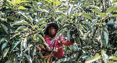 Nam Phi: Nạn trộm cướp và xuất lậu "vàng xanh" hoành hành