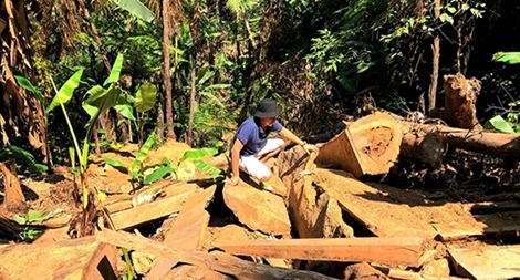 Gia tăng các vụ phá rừng ở địa bàn giáp ranh