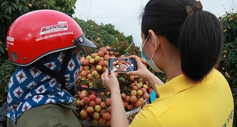 Bưu điện Bắc Giang hỗ trợ nông dân tiêu thụ hàng chục tấn vải, dứa, na mỗi ngày