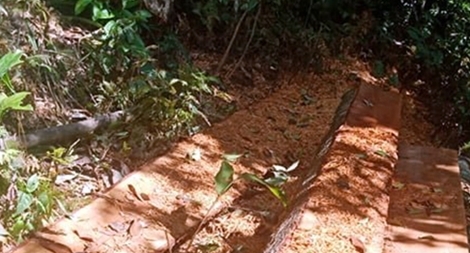 Rừng phòng hộ lưu vực sông Bến Hải tiếp tục bị chặt phá nghiêm trọng