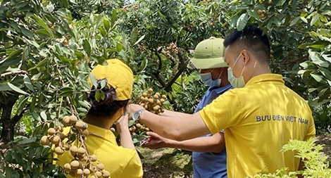 Đưa nhãn và nông sản tỉnh Hưng Yên lên sàn thương mại điện tử