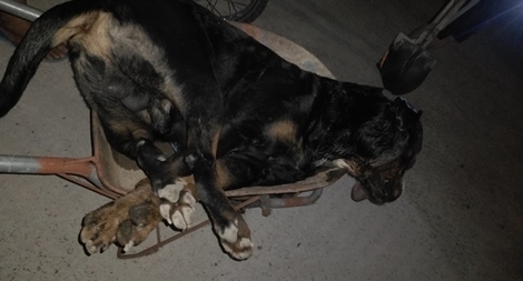 Rắn hổ mang cắn chết chó Pitbull nặng gần 60kg