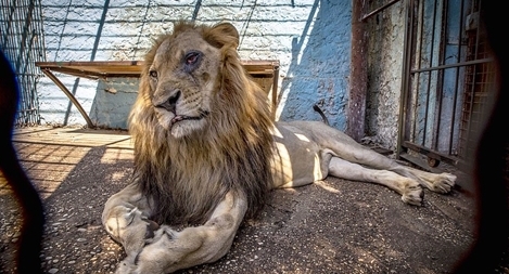 Bên trong "sở thú địa ngục" tại Albania
