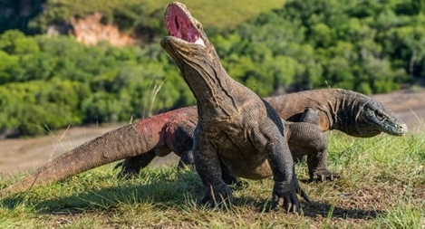 Indonesia quyết đóng cửa đảo Komodo để bảo tồn loài rồng quý