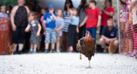 Hàng chục cô gà "so găng" tại giải vô địch đua gà mái thế giới
