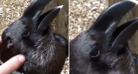 Đoạn clip ảo ảnh gây sốt: Rốt cuộc đây là chim hay thỏ?