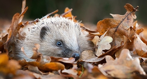 Loạt ảnh thiên nhiên hoang dã Anh "đốn tim" người xem vì quá đẹp
