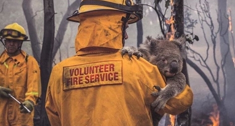 Những hình ảnh đau lòng trong thảm kịch cháy rừng tại Australia