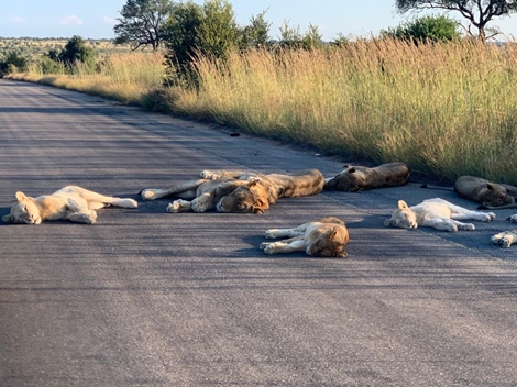 Vườn quốc gia đóng cửa vì COVID-19, bầy sư tử tràn ra đường ngủ ngon lành