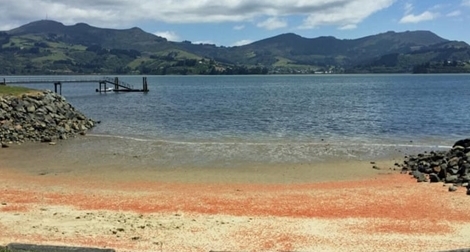Bãi biển chuyển màu đỏ vì tôm hùm... chết hàng loạt