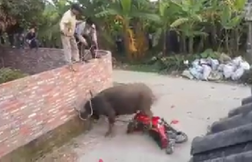 Đàn trâu hoang tấn công gây thương tích nhiều người ở Quảng Trị