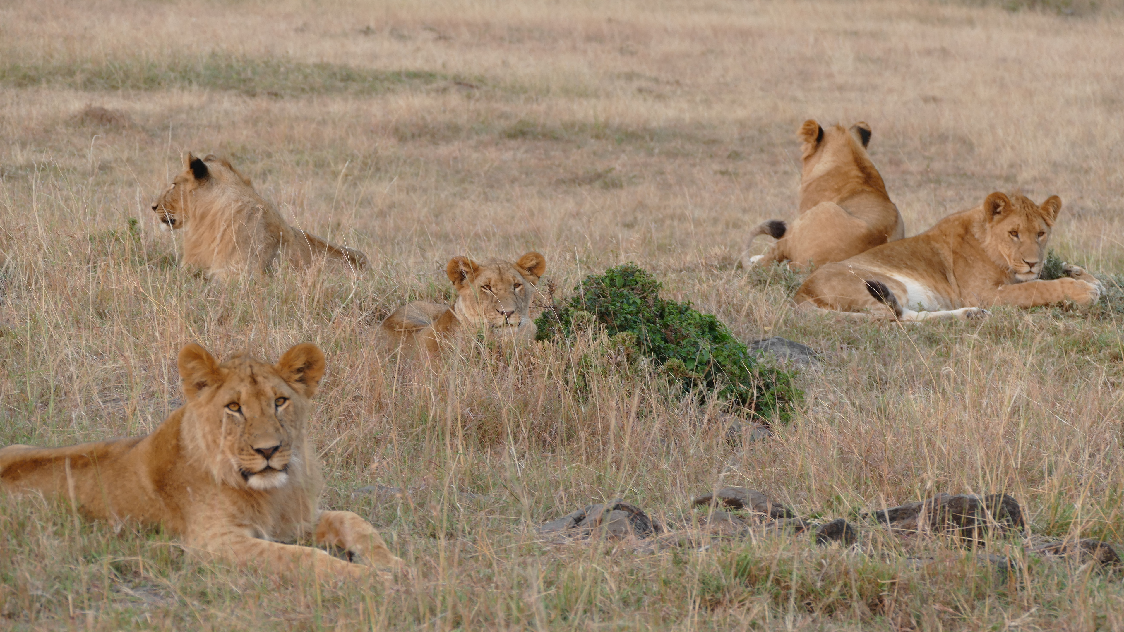 Mê mẩn, sửng sốt với cuộc sống hoang dã ở Masai Mara