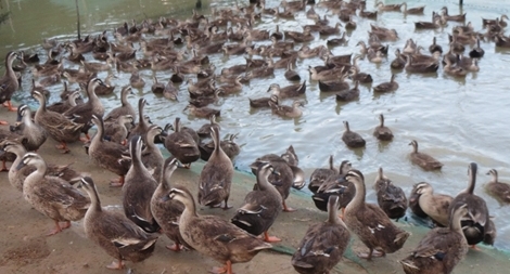 Cử nhân văn hóa du lịch thành tỷ phú nhờ… vịt trời