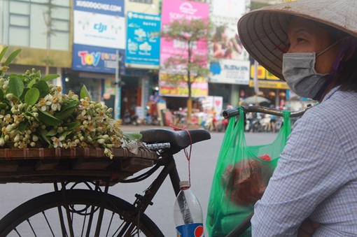 Hoa bưởi thôn quê đưa hương phố thị
