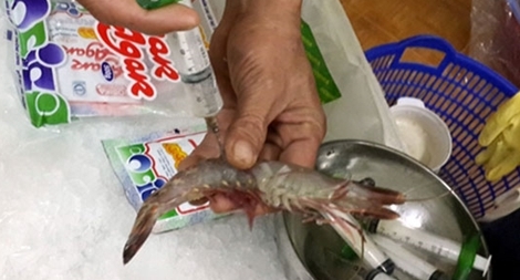 Bắt quả tang bơm tạp chất độc hại vào tôm ở Hà Nội