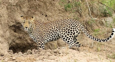 Người dân vùng cao huyện Hải Lăng không dám vào rừng vì sợ thú dữ ăn thịt