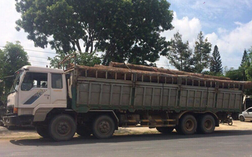 (HOT) Thu giữ số lượng gỗ lậu cực "khủng" trong Vườn Quốc gia Yok Đôn