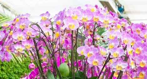 Giật mình với những cuộc giao dịch tiền tỷ trong giới chơi lan